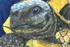 Projekte_2017_Schildkröten-Zyklus-14_36x36cm_vorhanden