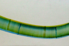 Vegetative_Motive_2002_Bambus-Freundschaft_90x30cm_verkauft