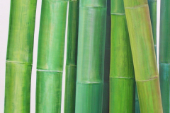 Vegetative_Motive_2003_Bambusstangen_90x98cm_vorhanden