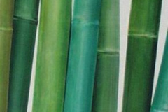 Vegetative_Motive_2003_Hochformat_59x248cm_vorhanden