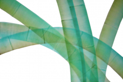 Vegetative_Motive_2004_Unter-Last_80x55cm_vorhanden