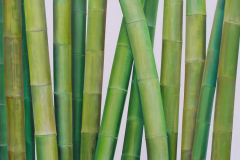 Vegetative_Motive_2006_Bambus-Abendgrün_160x77cm_vorhanden