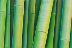 Vegetative_Motive_2006_Bambus-nach-Vorlage_nv_verkauft