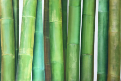 Vegetative_Motive_2006_Bambus-schmal_160x77cm_vorhanden