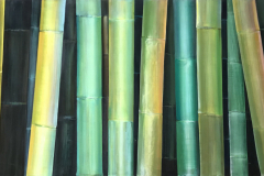 Vegetative_Motive_2006_Bambus_164x74cm_vorhanden