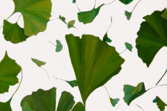 Vegetative_Motive_2006_Ginkgo-Wenn-Blätter-grün-fallen-1_90x150cm_verkauft