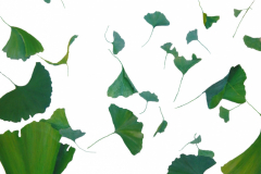 Vegetative_Motive_2006_Ginkgo-Wenn-Blätter-grün-fallen-3_90x150cm_verkauft